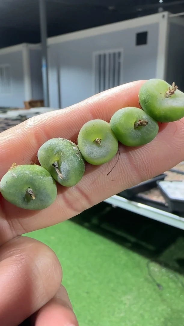 【闪购商品】10-3水晶鞋一个一组