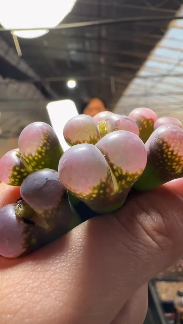 【闪购商品】19-60   pnsp一颗