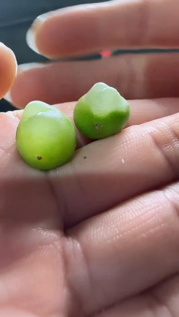 【闪购商品】23-333粉皮拉登一个一组