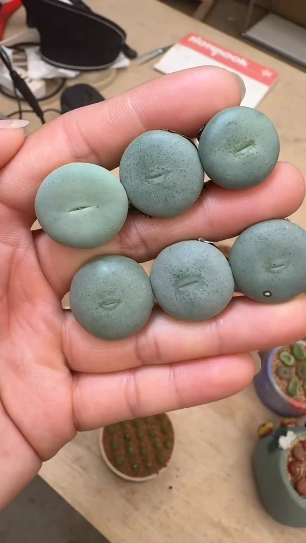 【闪购商品】9-45海豚饼一颗