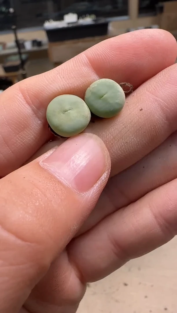 【闪购商品】21-125   一颗