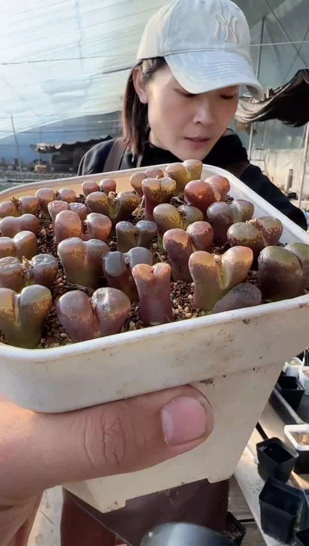 【闪购商品】22-64一个一组