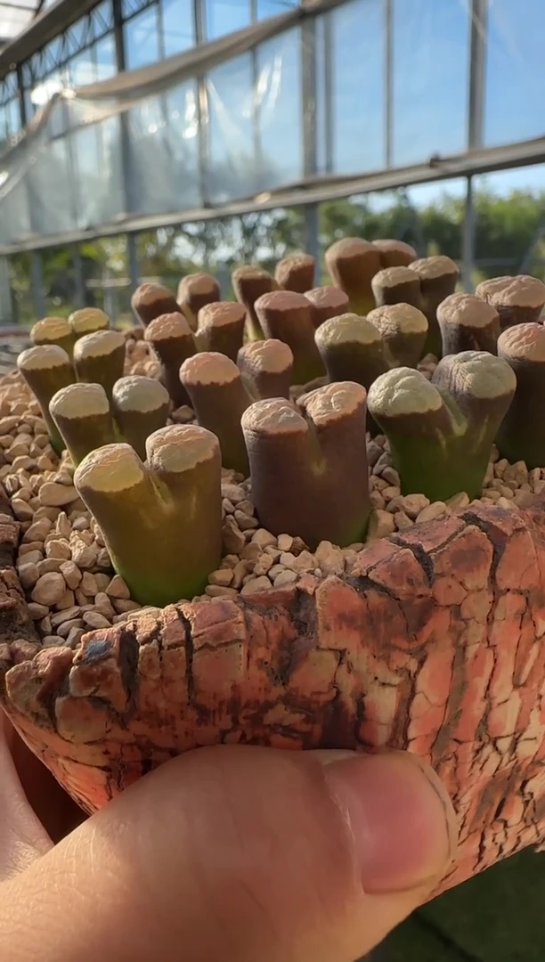 【闪购商品】21-49雪花磁铁一颗