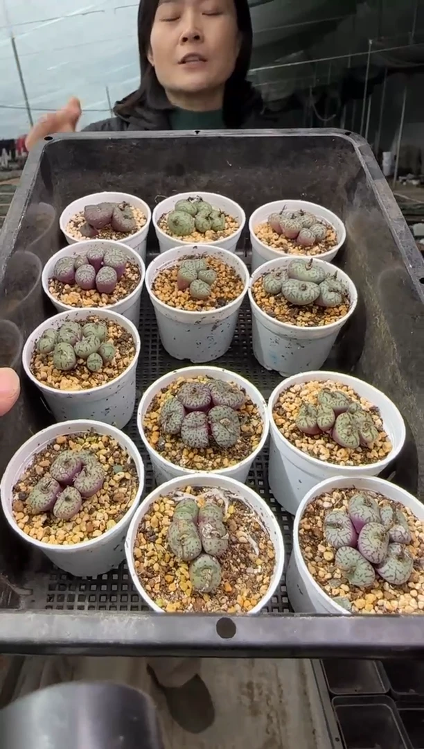 【闪购商品】18-5安贞杂交一个一组