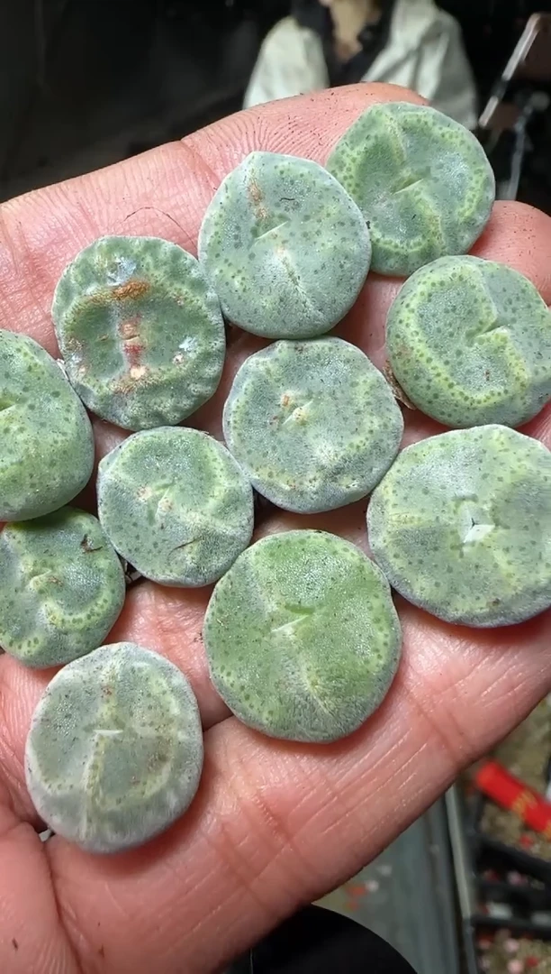 【闪购商品】19-13绿豆糕一颗