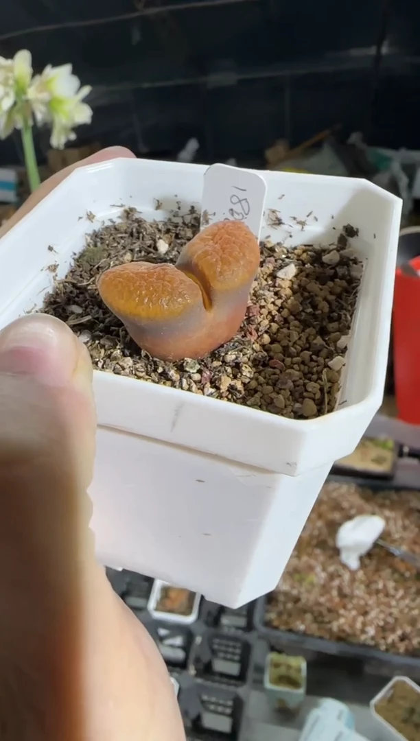 【闪购商品】30-187