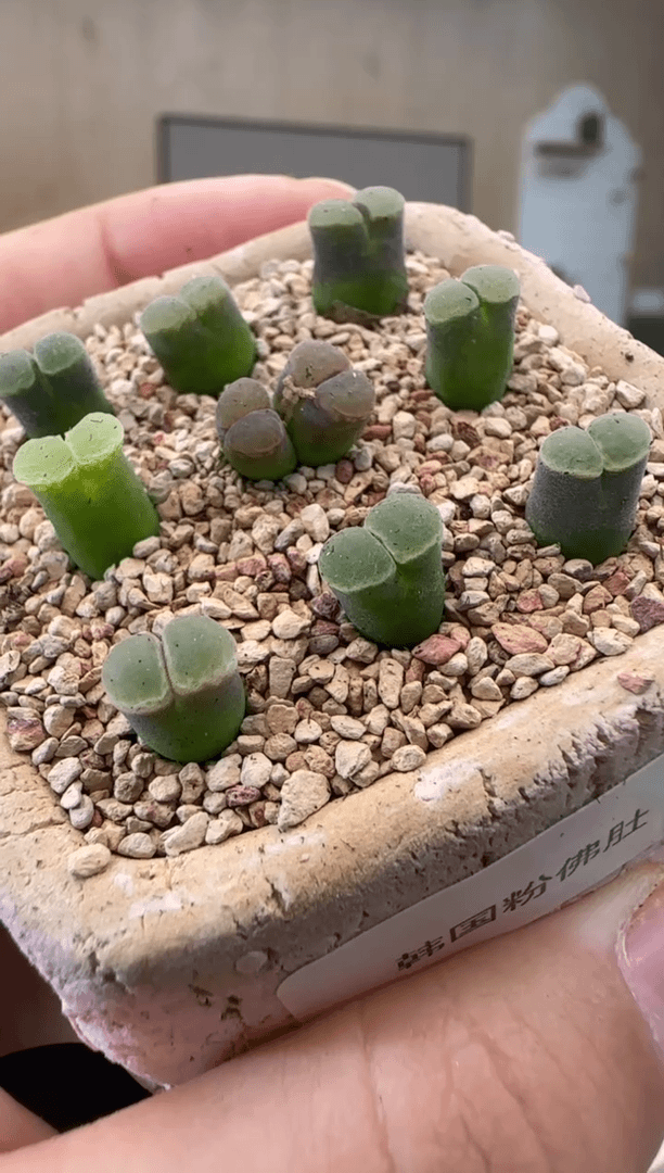 【闪购商品】30-168一个一组