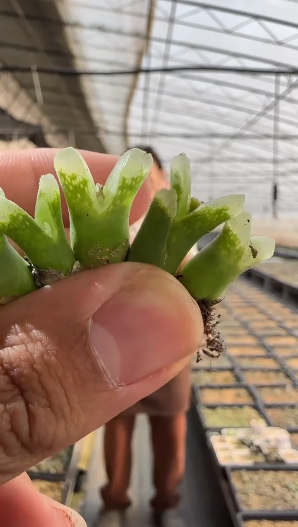 【闪购商品】29-2大鱼叉一个一组