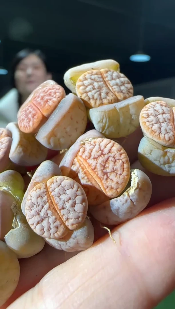 【闪购商品】31-15山脉拿铁一个一组