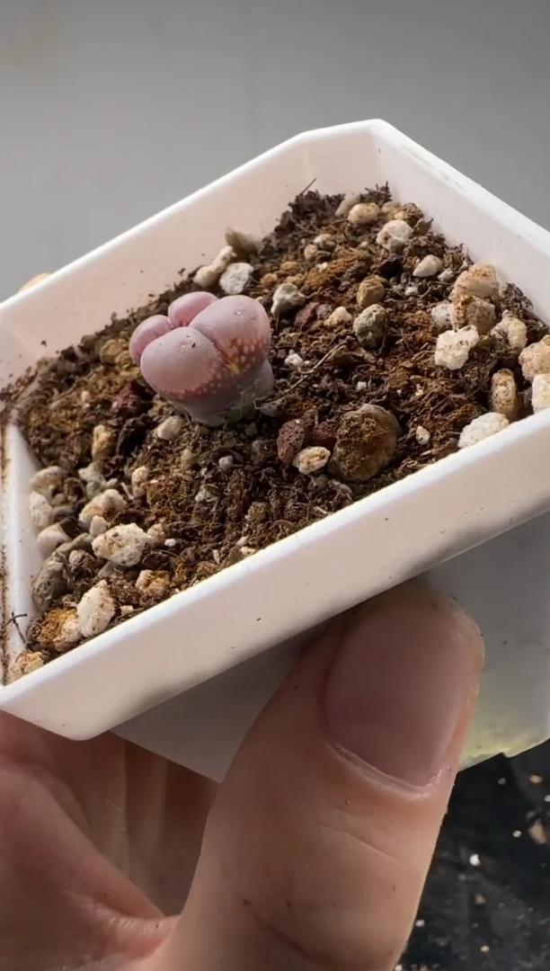 【闪购商品】24-114