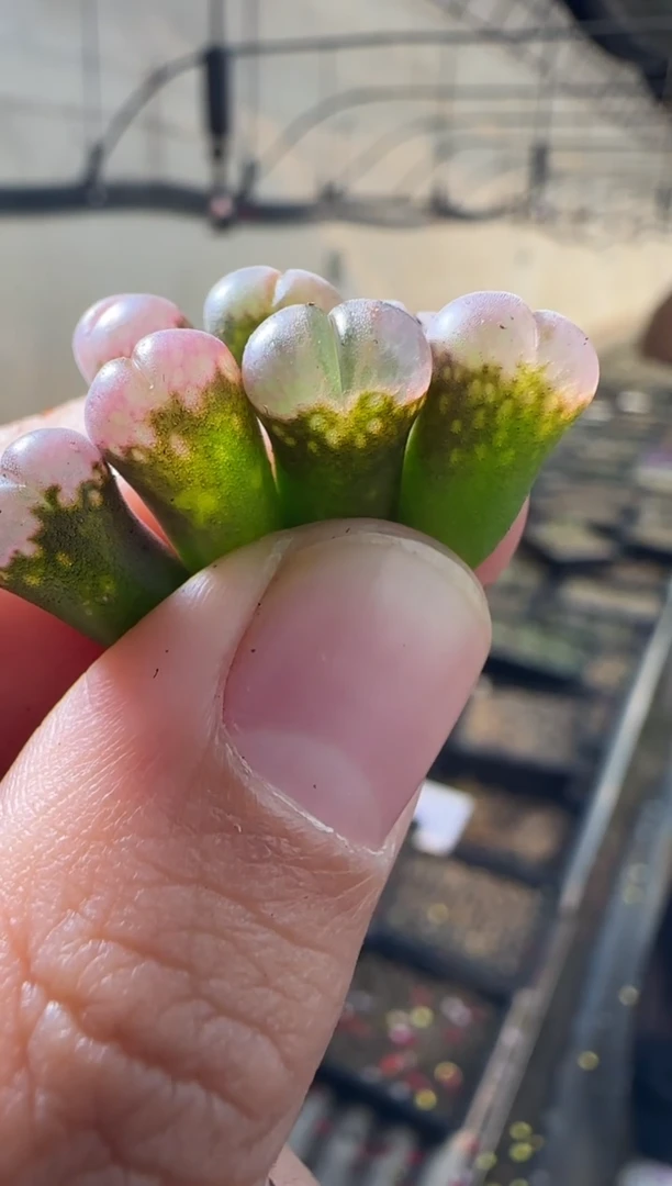 【闪购商品】3-31鲑鱼粉PV1089一颗