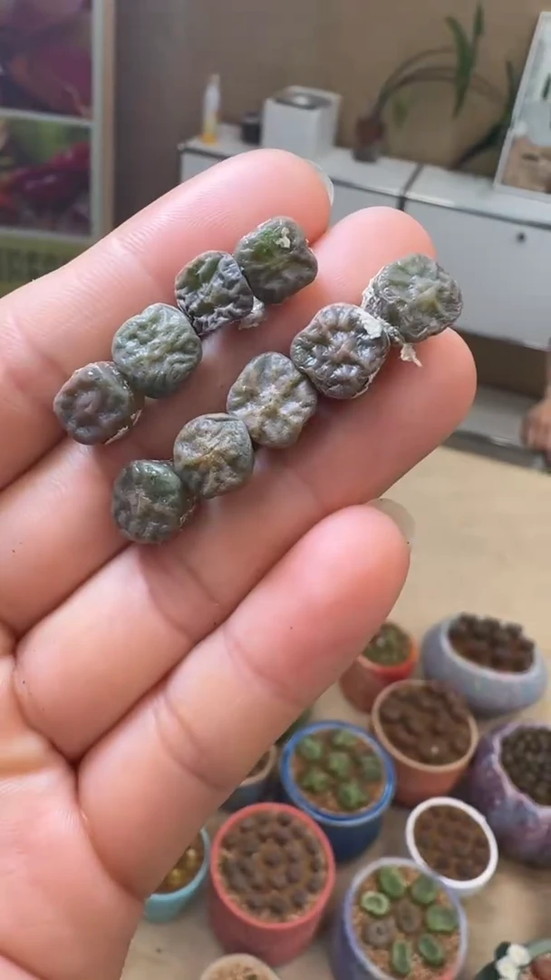 【闪购商品】9-29超烧杂交一颗