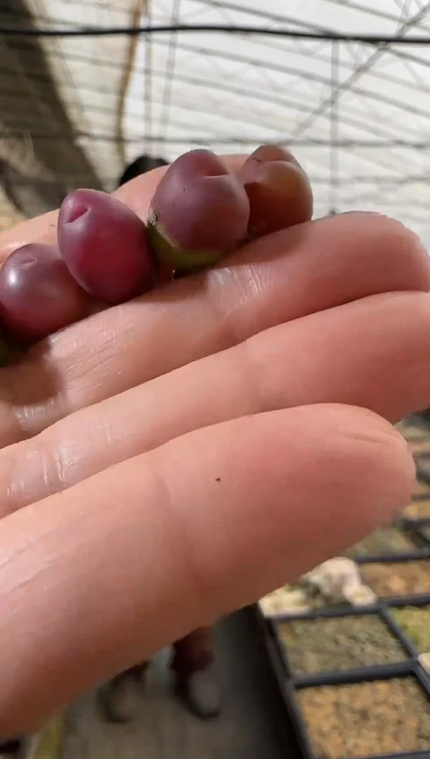 【闪购商品】29-1吕氏一个一组