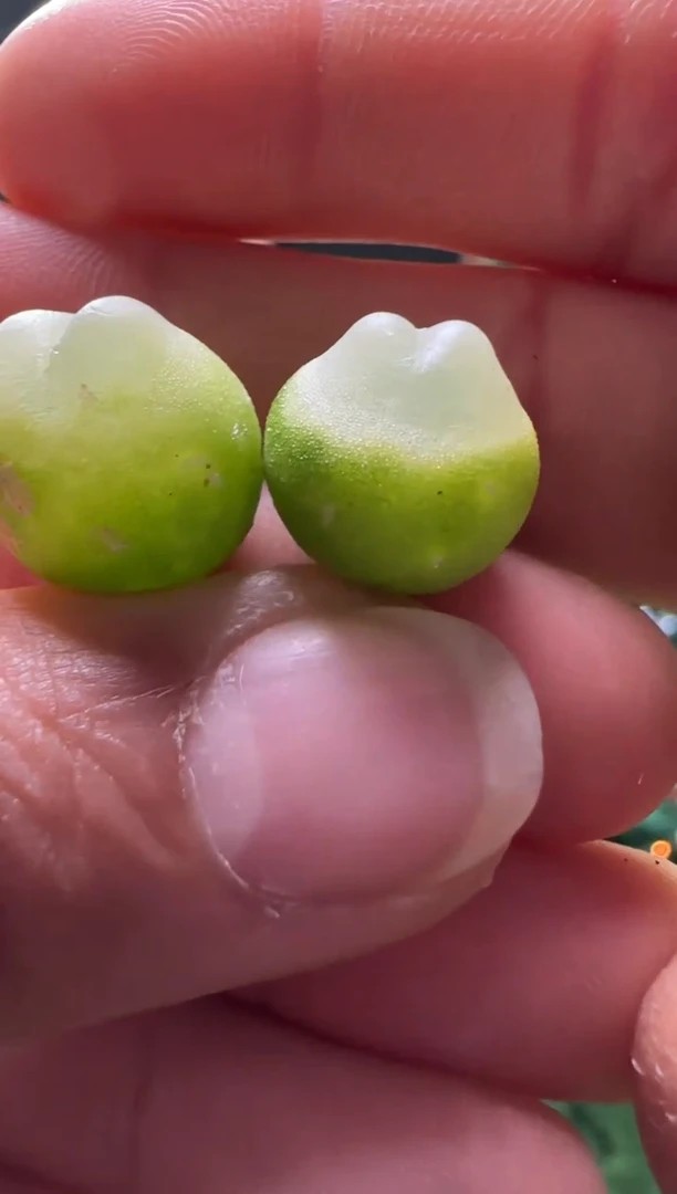 【闪购商品】23-333粉皮拉登一个一组