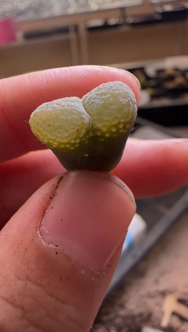 【闪购商品】29-483