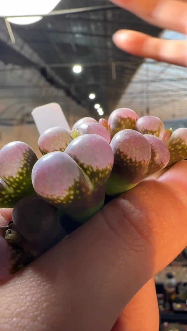 【闪购商品】19-60   pnsp一颗