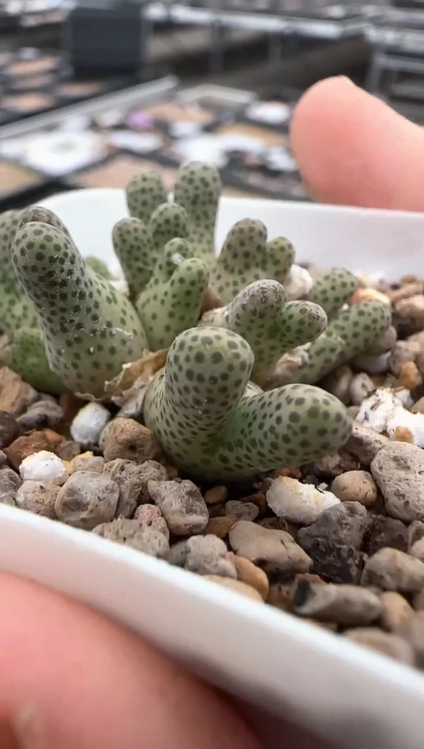 【闪购商品】20-170蟠桃斑马