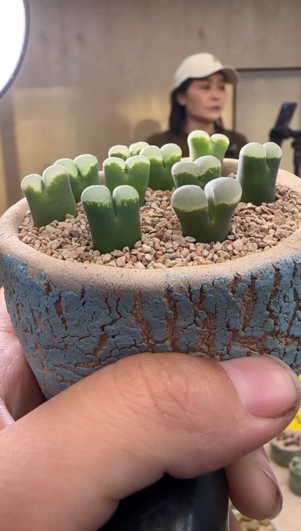 【闪购商品】22-37墨绿体白窗一颗