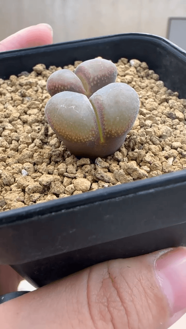 【闪购商品】30-158