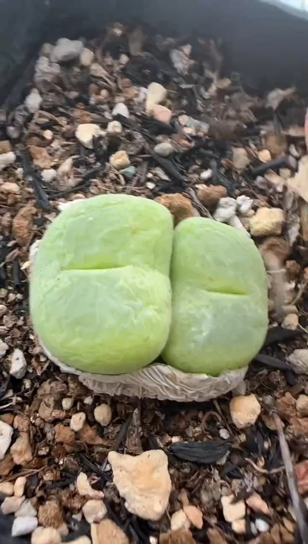 【闪购商品】20-+61