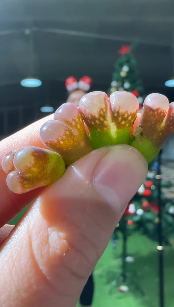 【闪购商品】23-365黑眼豆豆一个一组