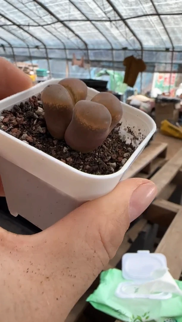 【闪购商品】16-148