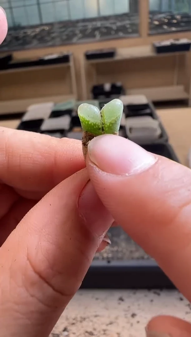 【闪购商品】30-429