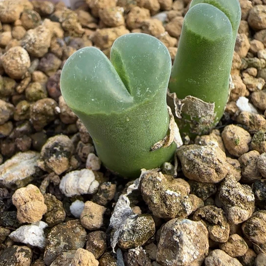 朱*美25-188pppppppppp