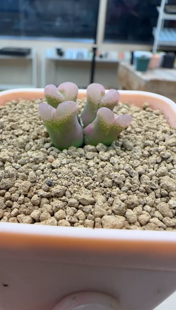 【闪购商品】30-180