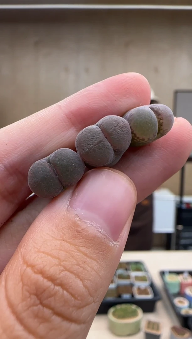 【闪购商品】20-20张斌黑紫体一个一组