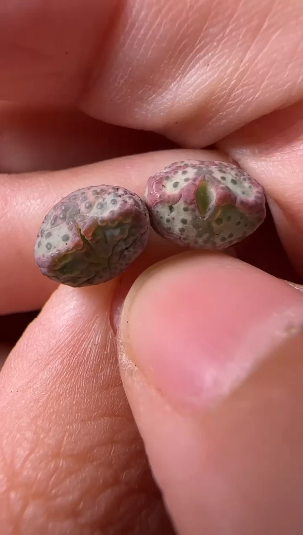 【闪购商品】1-45红线元宝x紫式部一颗