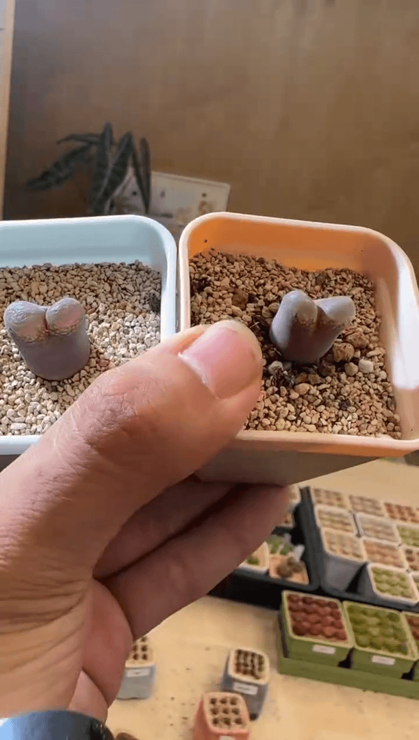 【闪购商品】30-123
