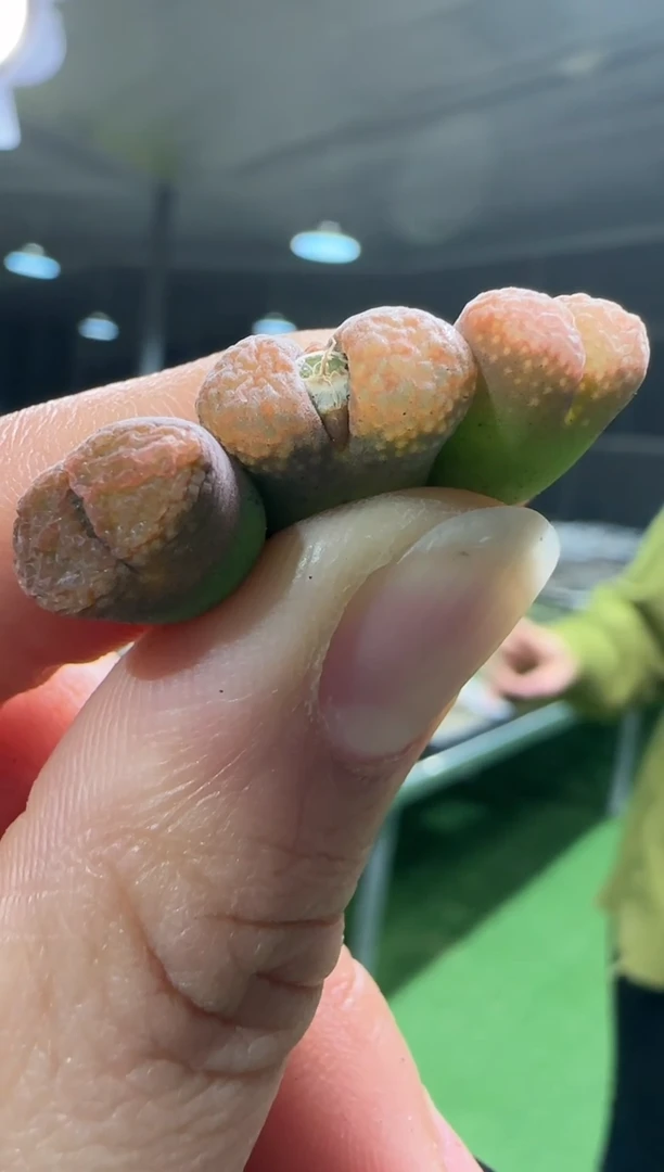 【闪购商品】10-31夏日草莓一个一组
