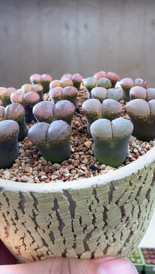 【闪购商品】18-28紫烟一个一组