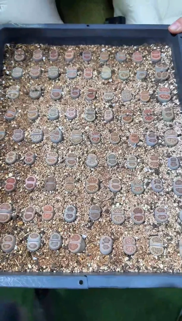 【闪购商品】24-22菊章玉5个一组