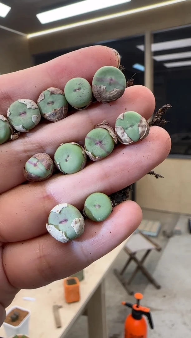 【闪购商品】30-24一个一组