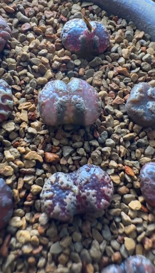 【闪购商品】14-17红蝴蝶一颗