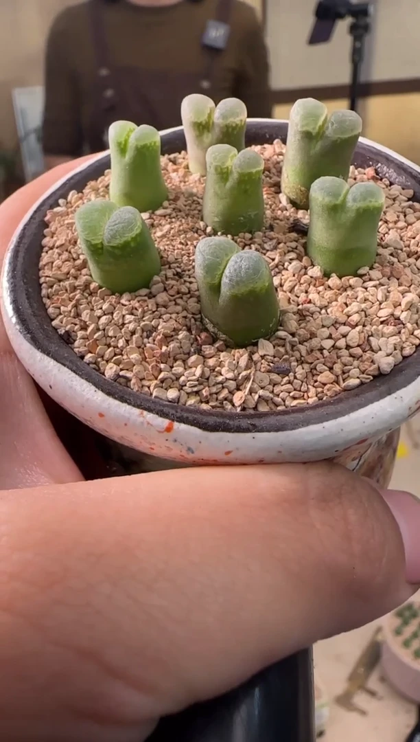 【闪购商品】22-36韩国粉佛肚一颗