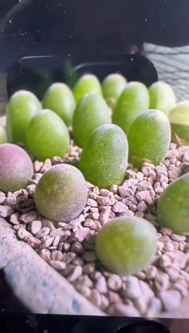 【闪购商品】19-47宝辉一颗