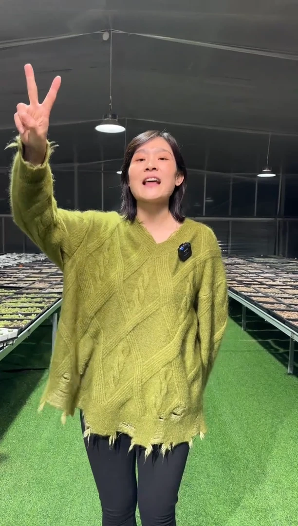 【闪购商品】31-50红嘴盒子一个一组