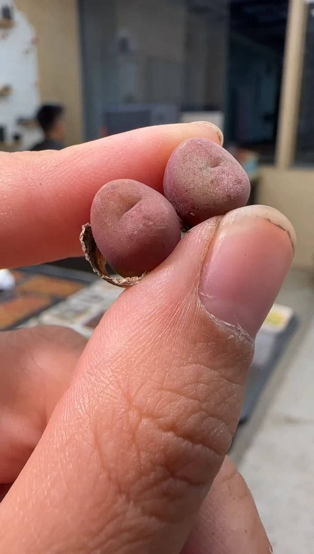 【闪购商品】21-94