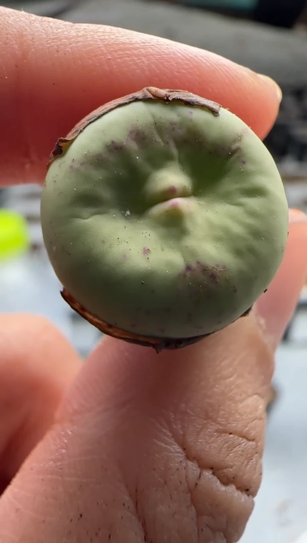 【闪购商品】25-123