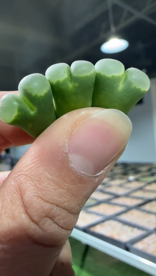 【闪购商品】31-66墨绿体白窗一个一组