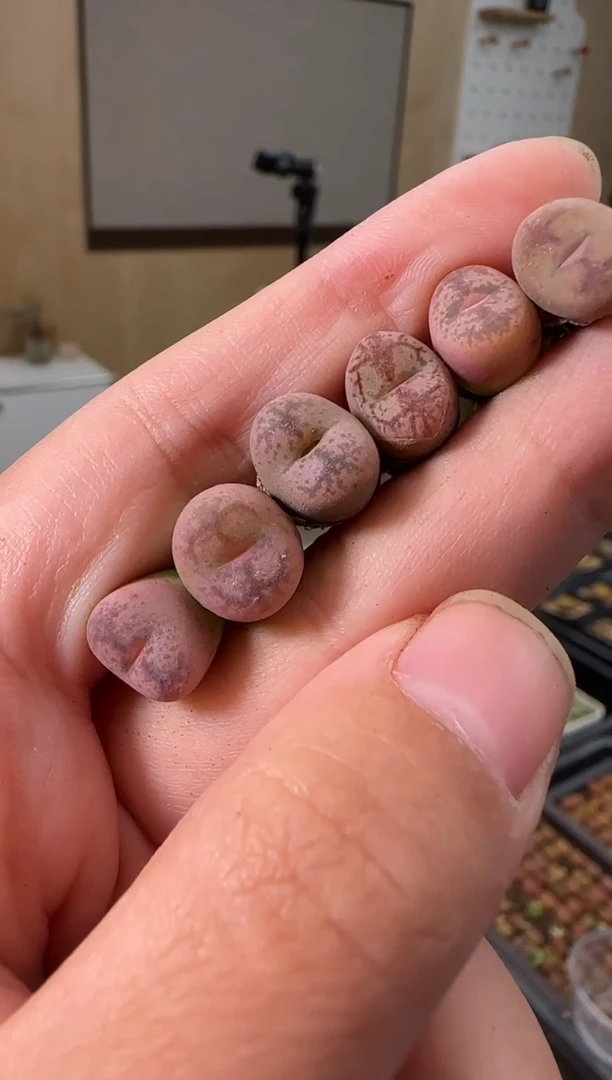 【闪购商品】21-75墨痕一颗