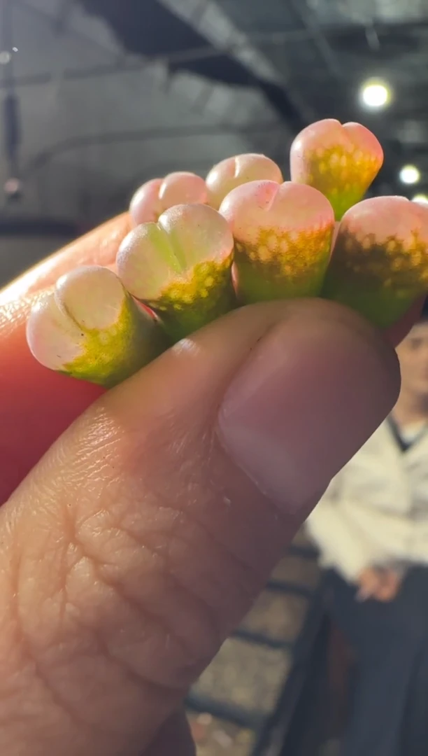 【闪购商品】3-31鲑鱼粉一颗