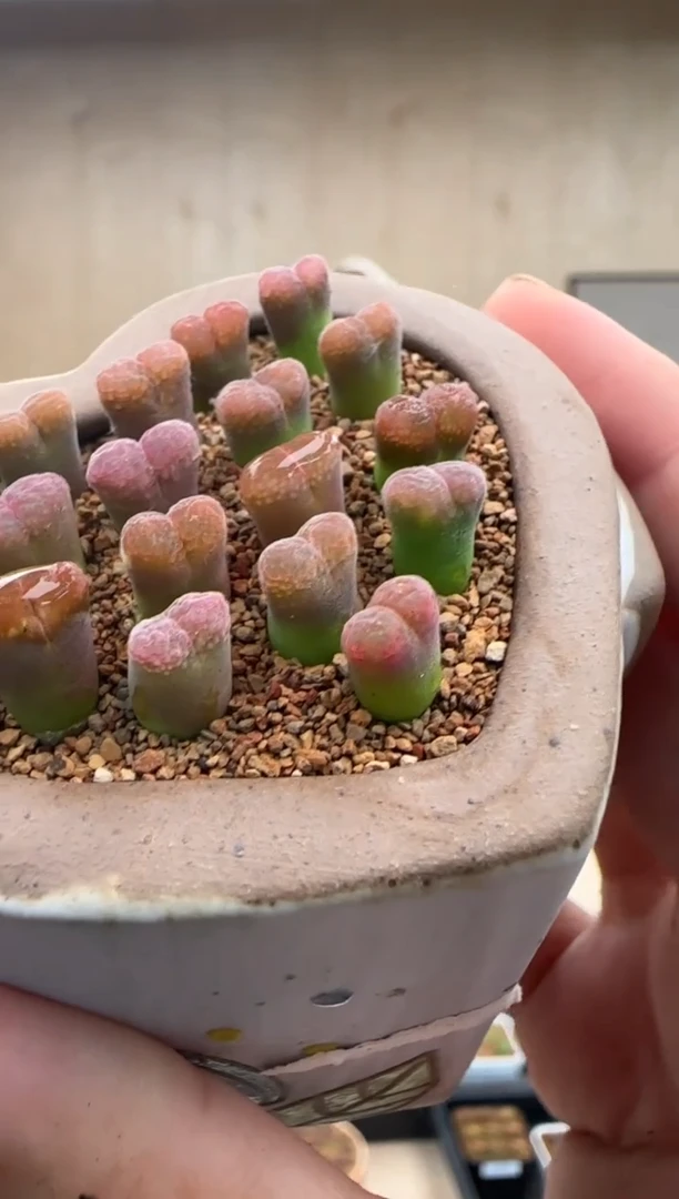 【闪购商品】19-24粉兔子3个一组