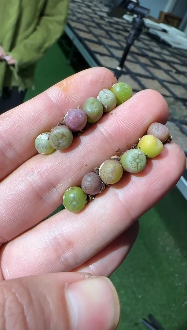 【闪购商品】31-67磊哥杂交一个一组