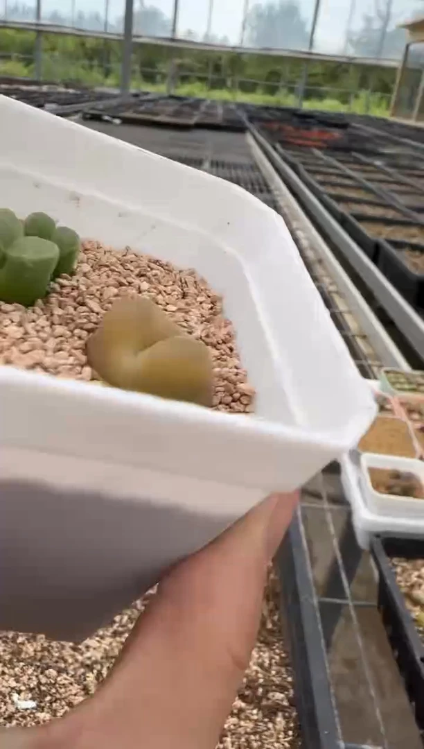 【闪购商品】27-251