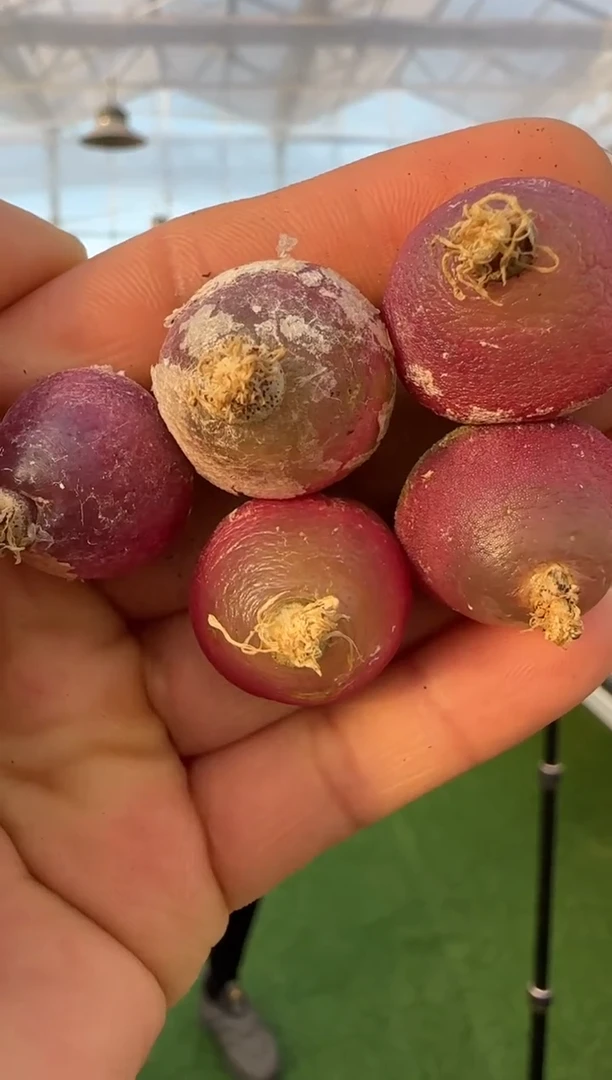 【闪购商品】20-5灯泡一个一组