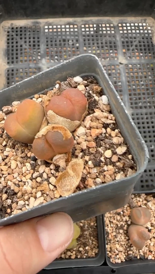 【闪购商品】20-267